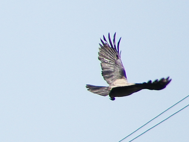 corvus corone cornix, una semplice cornacchia